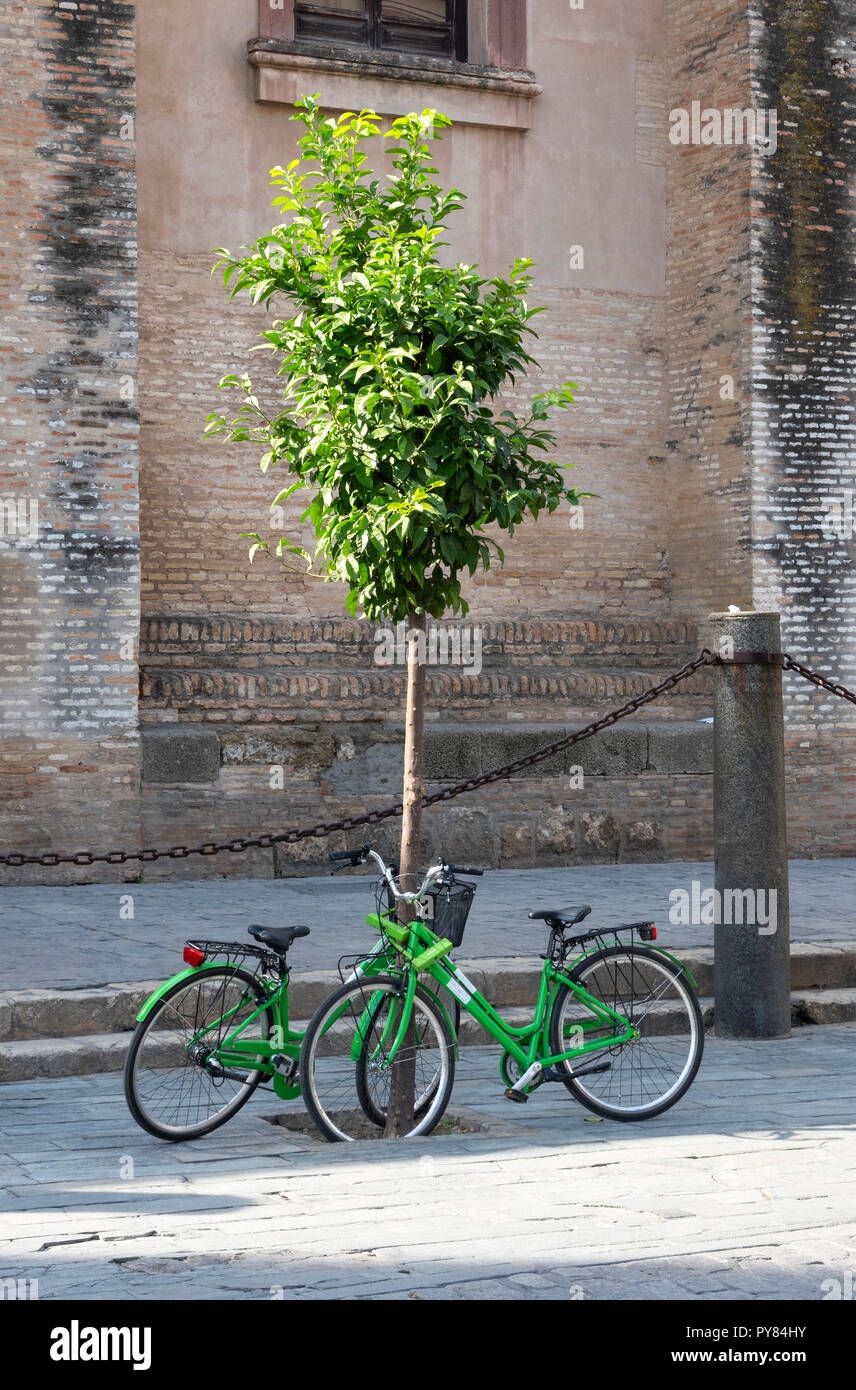 Two green rental bikes tied to a young orange tree in Seville, Spain Stock Photo