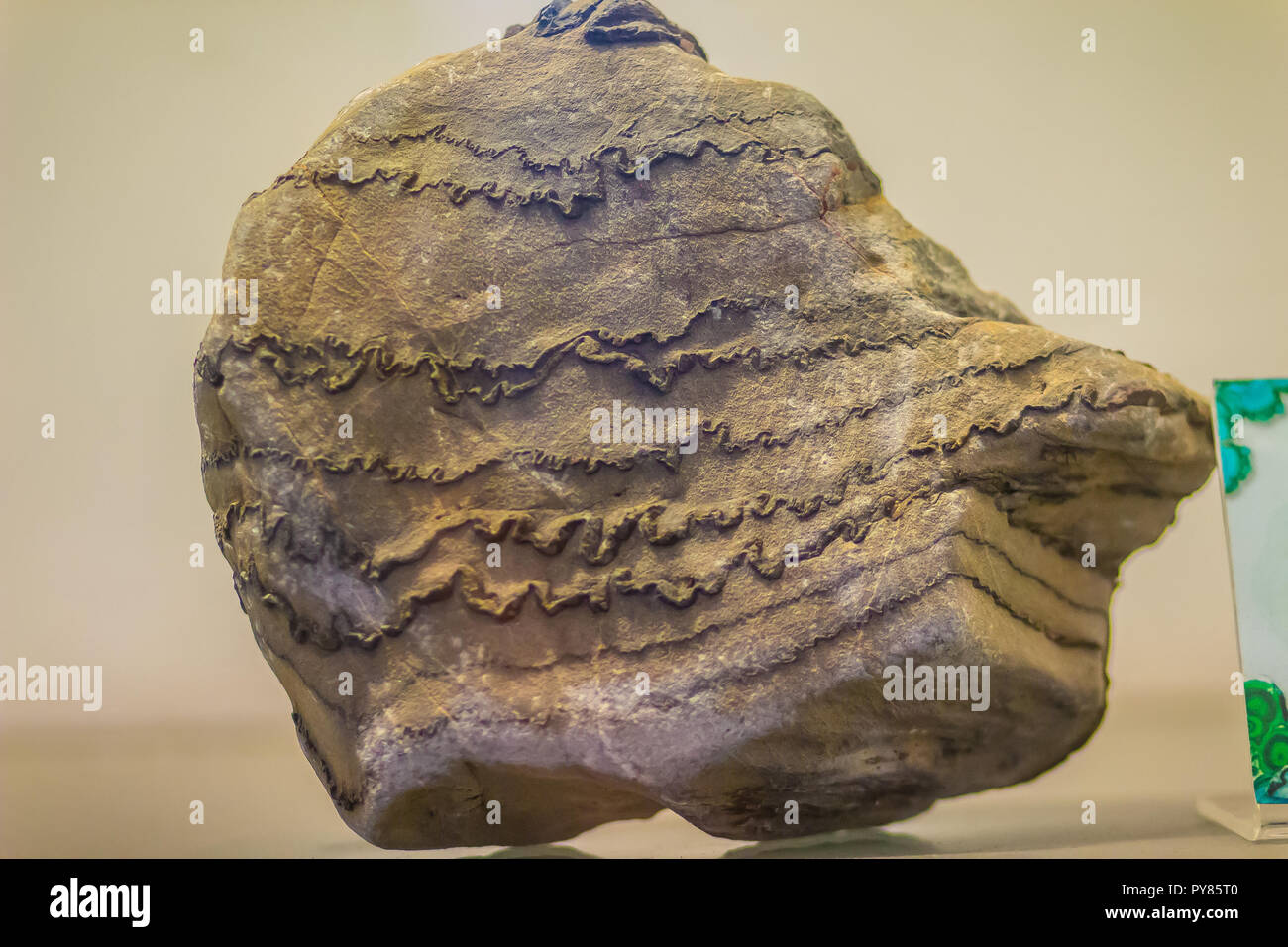 Folded rock from mining for education. Folds in rocks vary in size from microscopic crinkles to mountain-sized folds and occur singly as isolated fold Stock Photo