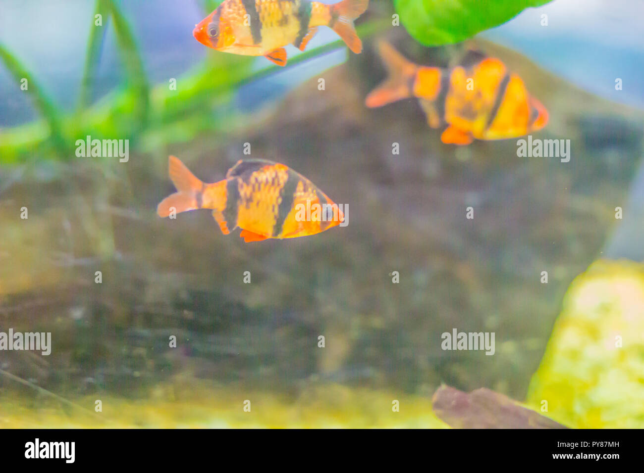 Cute tiger barb or Sumatra barb (Puntigrus tetrazona) fish in aquarium. Tiger barbs are also found in many other parts of Asia. Stock Photo