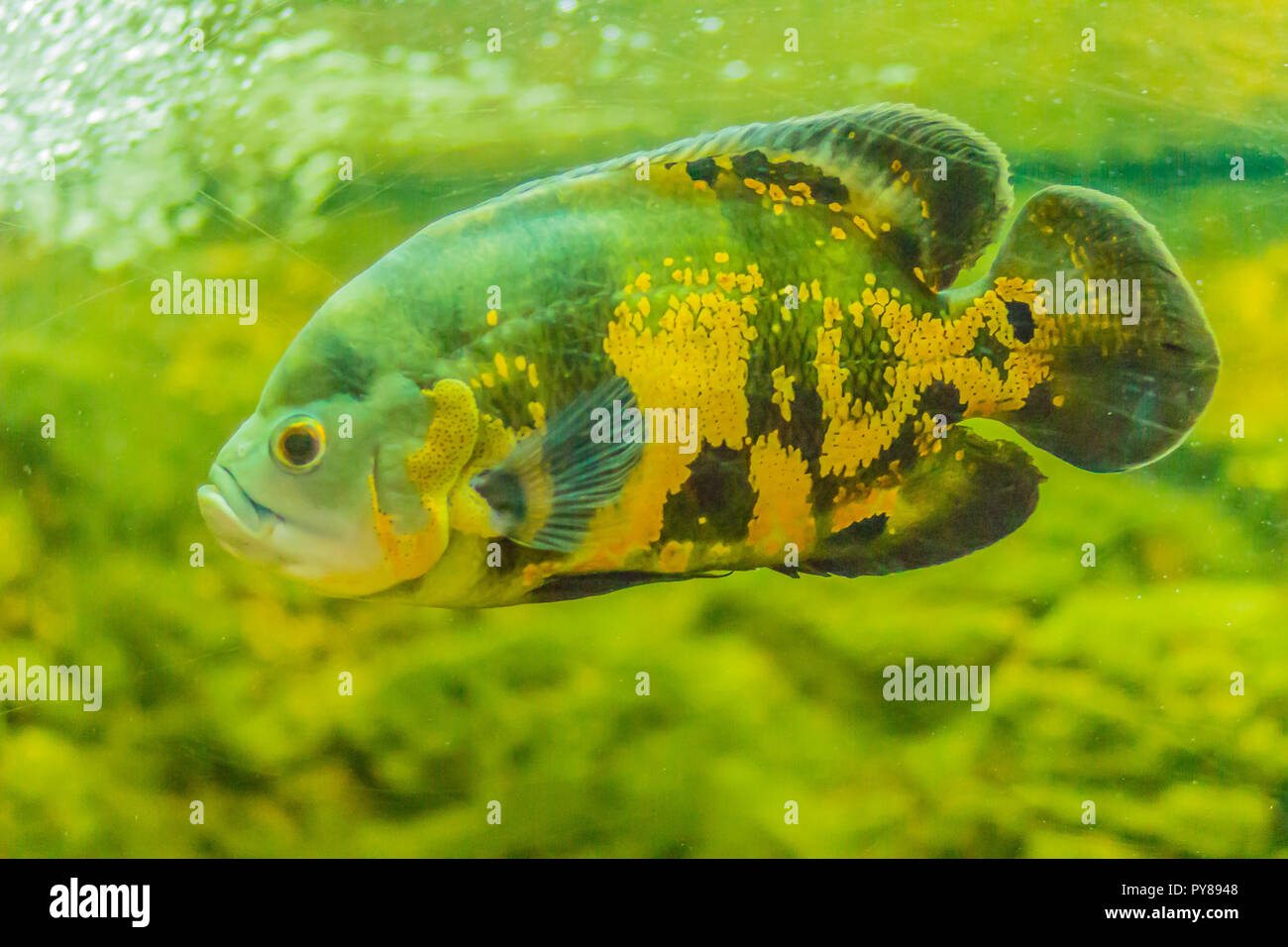 Cute oscar fish (Astronotus ocellatus) is a species of fish from the cichlid family known under a variety of common names, including tiger oscar, velv Stock Photo