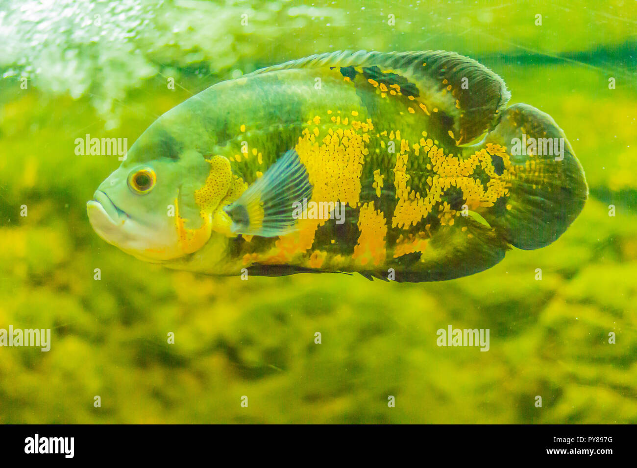 Cute oscar fish (Astronotus ocellatus) is a species of fish from the