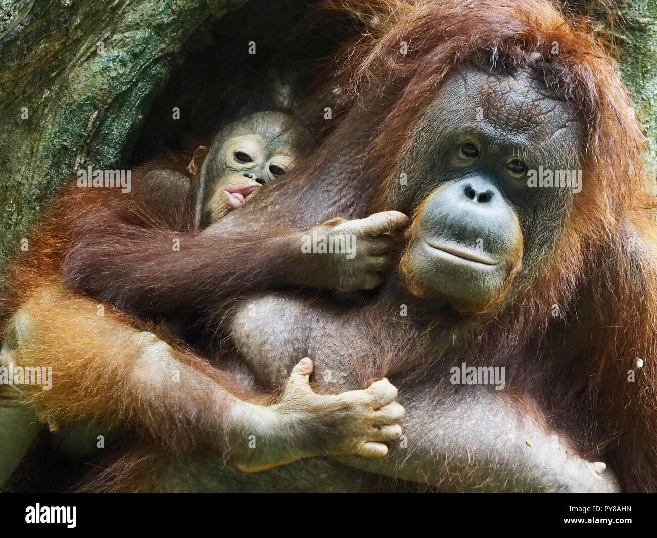 Orang Utan is looking at the camera and showing the expression Stock Photo