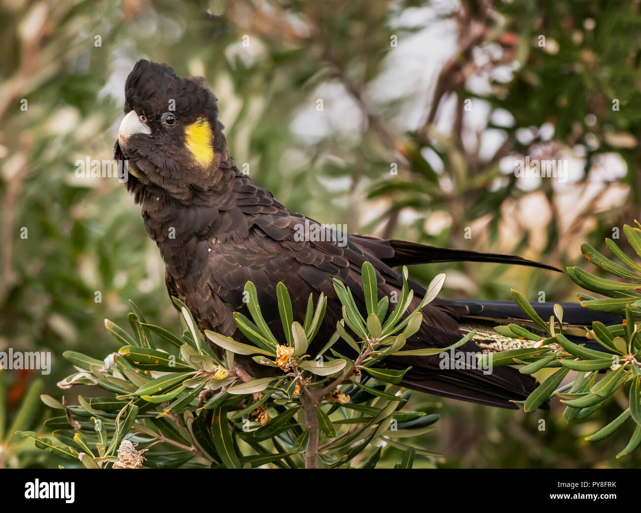 Yellow-tailed Black Cockatoo (Calyptorhyynchus funereus) resting in a banksii bush, can be found in the south east of Australia. Stock Photo