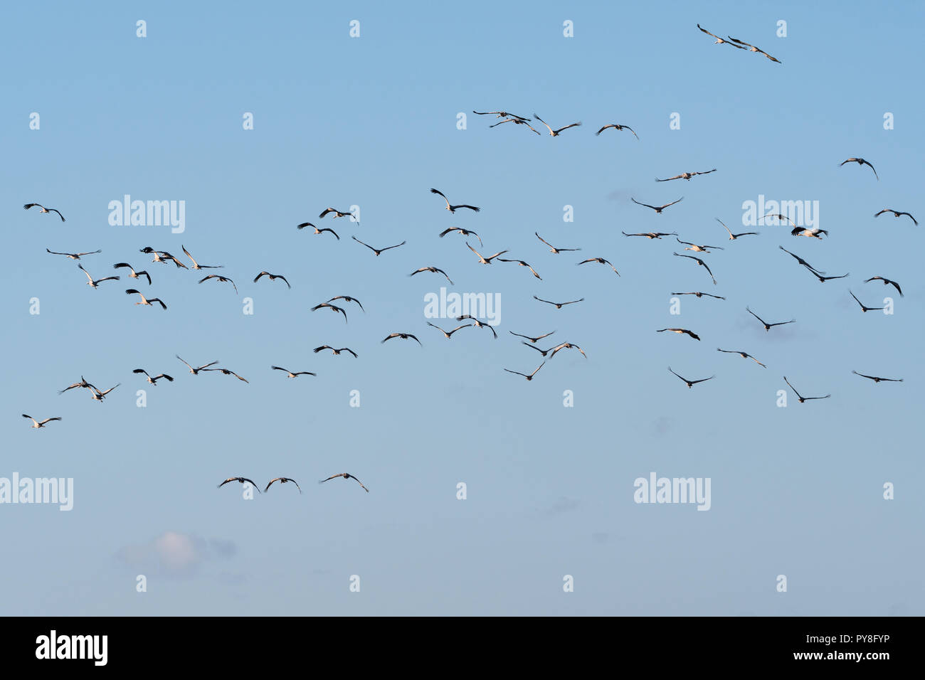 Group with flying birds, Common Cranes, by a blue sky Stock Photo - Alamy