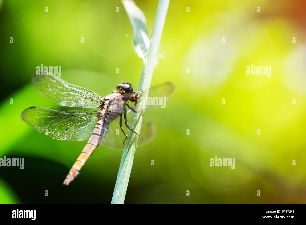 Dragonfly is hanging on the branches Stock Photo - Alamy