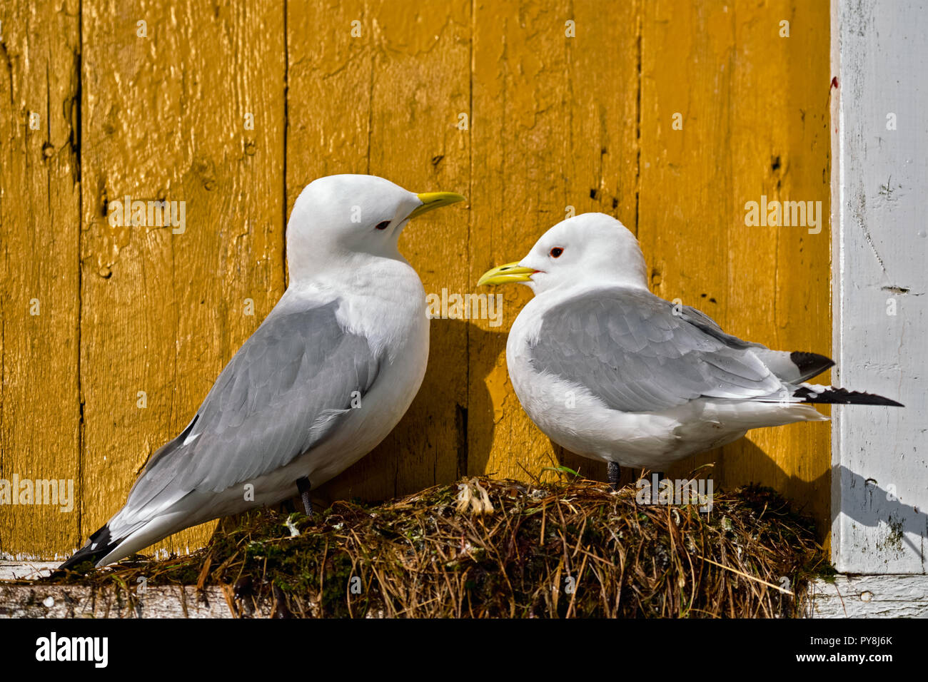 Seagull bird close up Stock Photo
