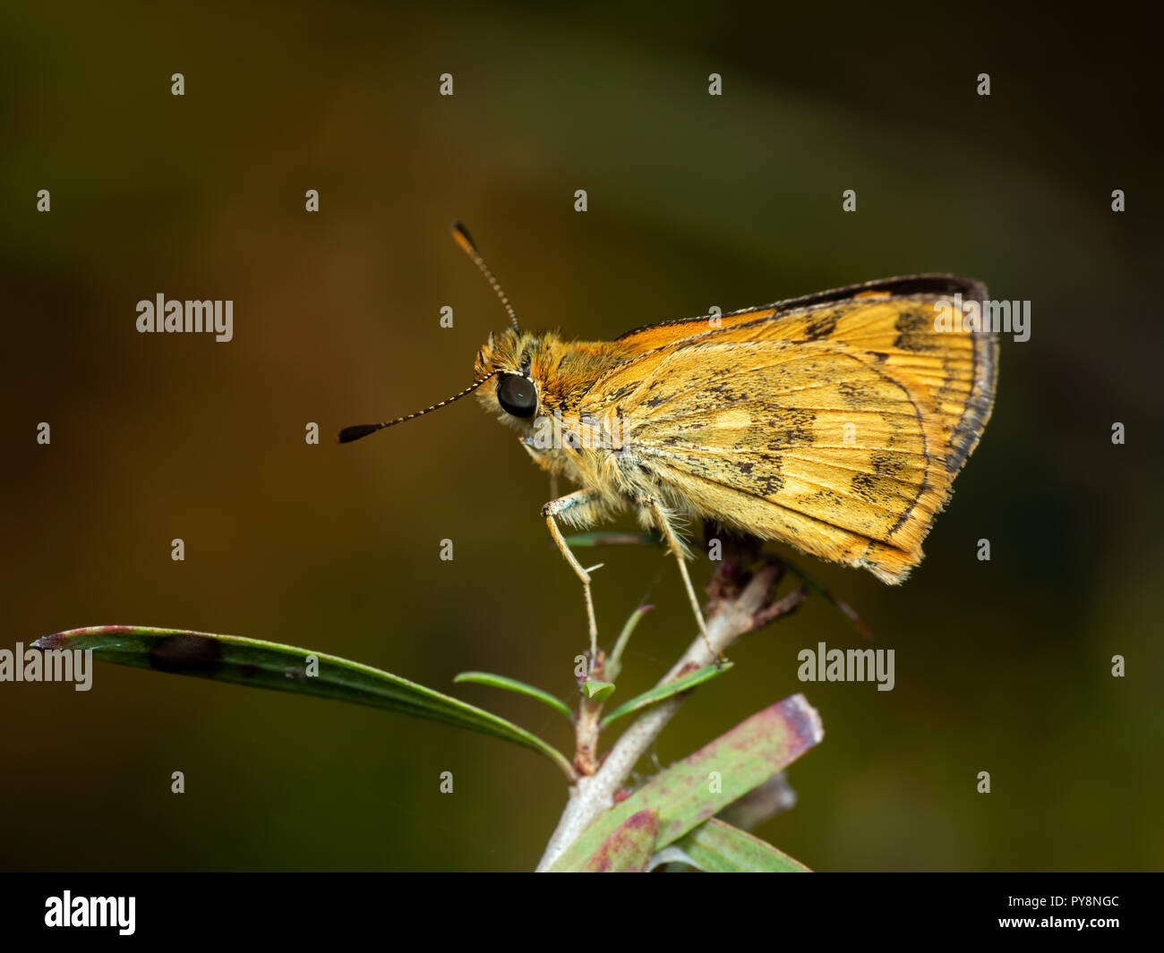Macro Photography of Yellow Moth on Twig of Plant Stock Photo