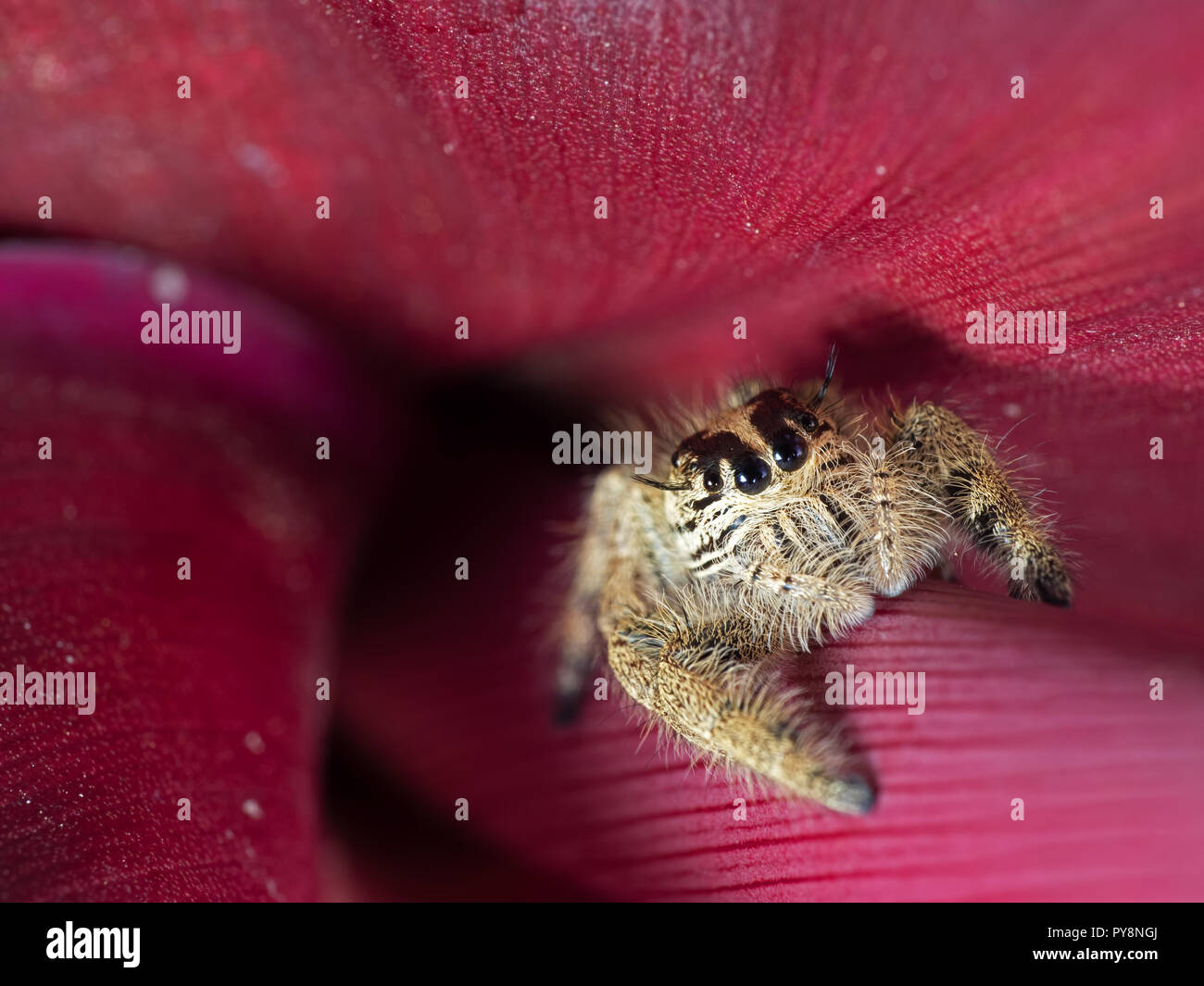 Macro Photography of Jumping Spider on Red Leaf Stock Photo