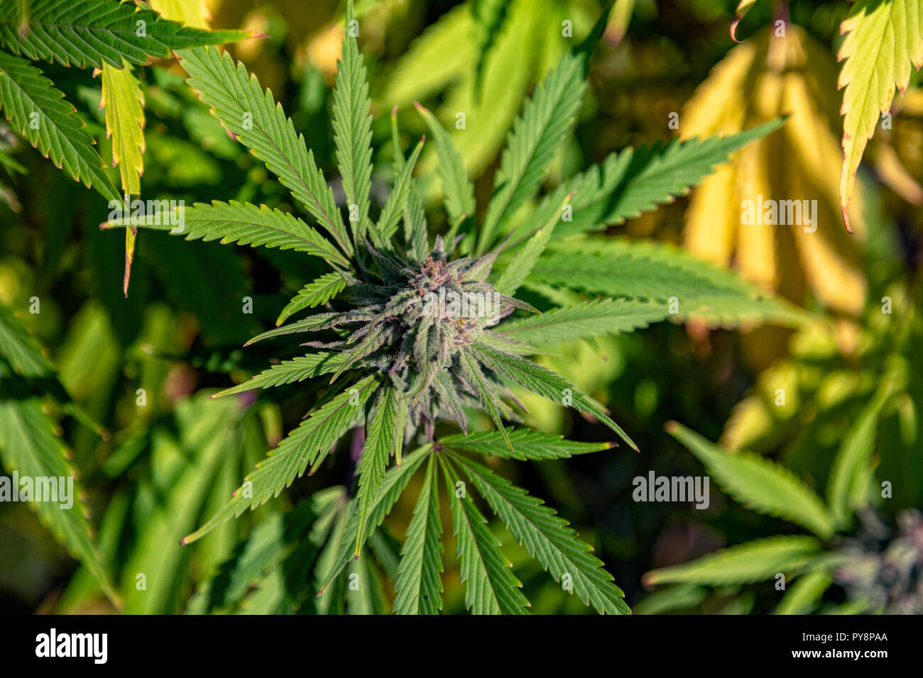 Trichome crystals form on a bud near harvest season. Stock Photo