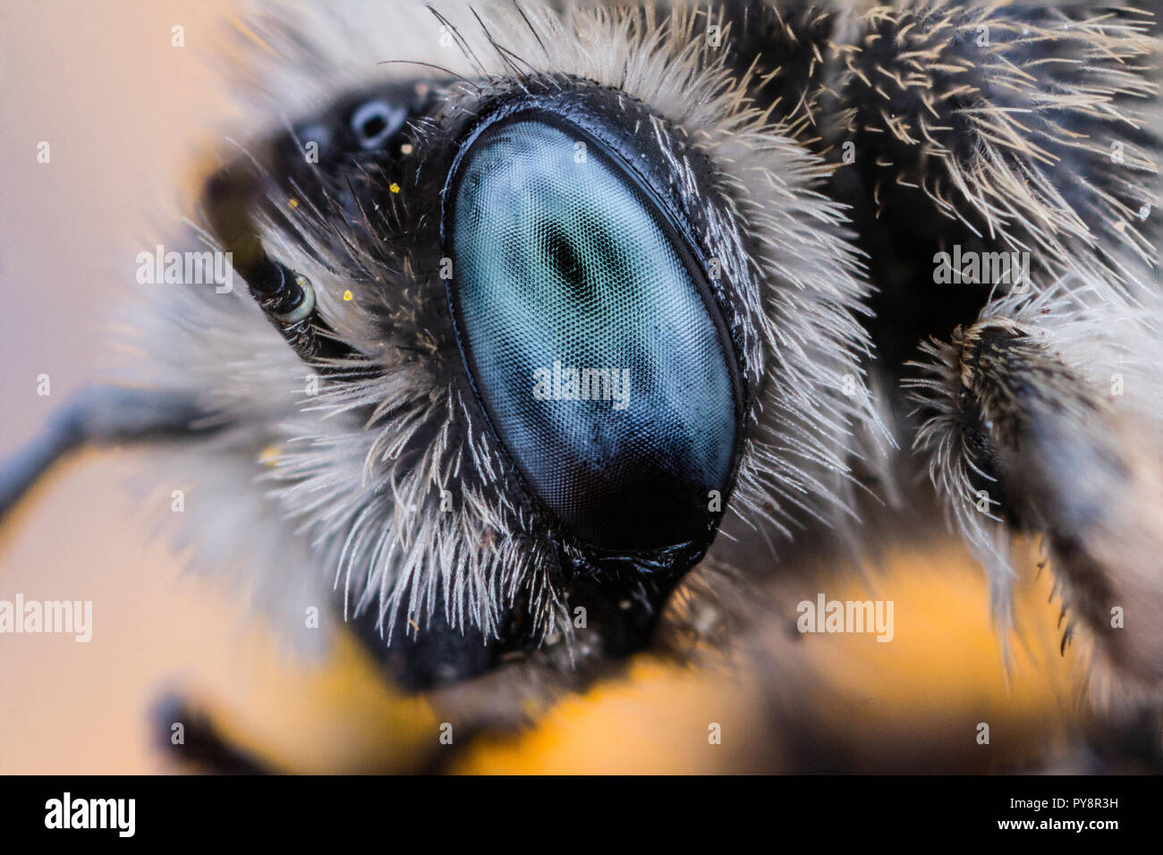 Eye of a Bee - Ultra close-up focus-stacked image of a Melissodes long-horned bee Stock Photo