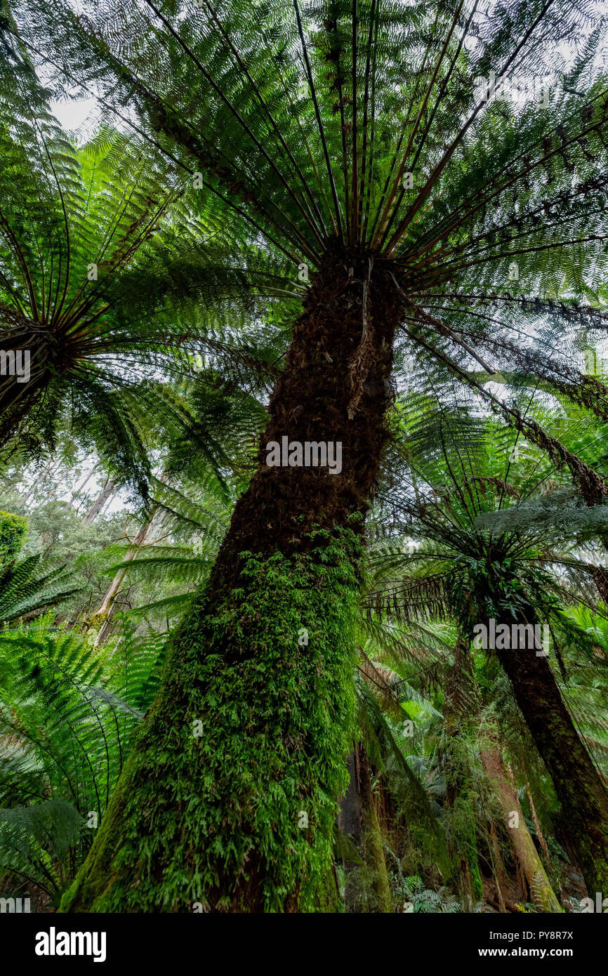 Tasmanian tree fern hires stock photography and images Alamy