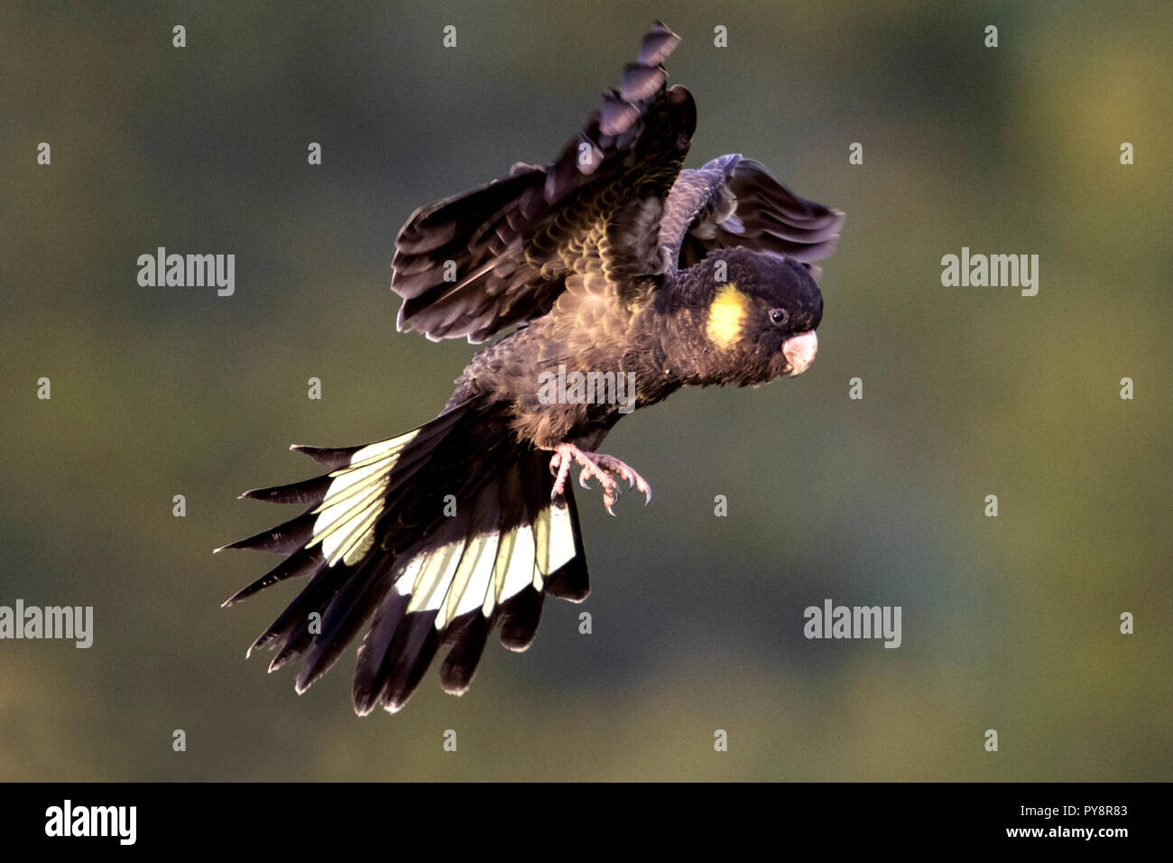 Flying black cockatoo hires stock photography and images Alamy