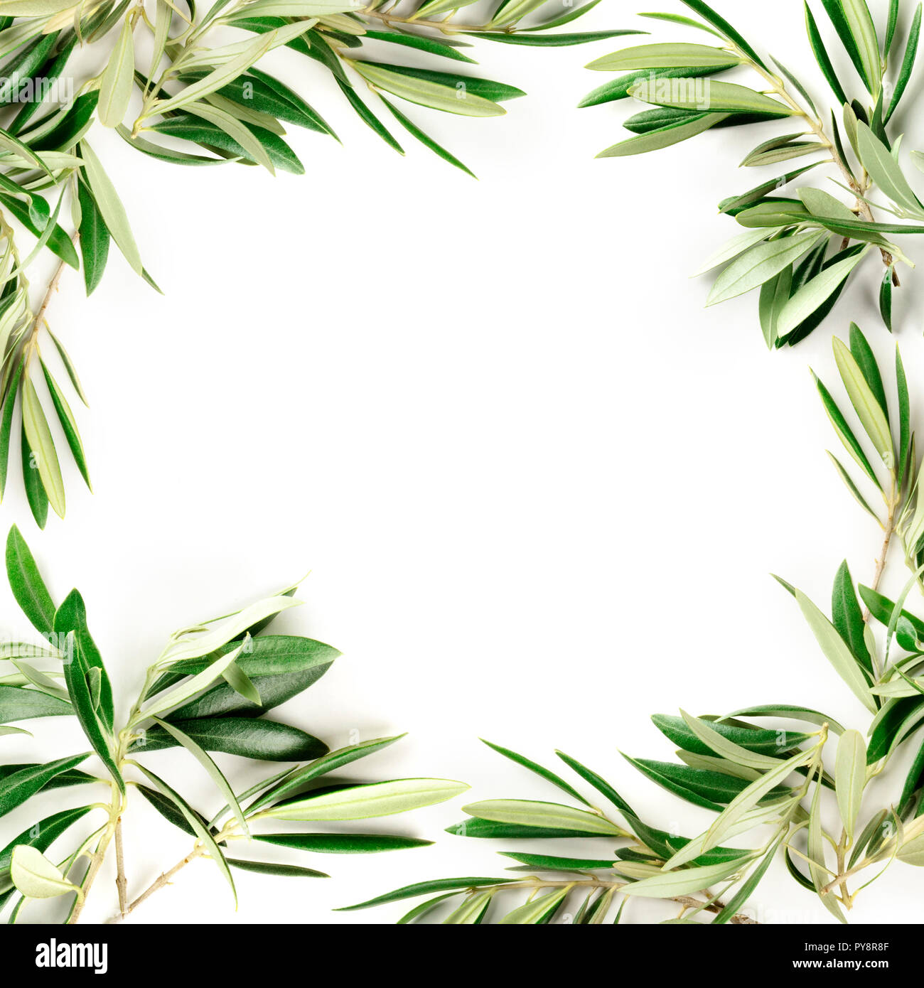 An overhead photo of a frame of olive tree branches with copy space ...