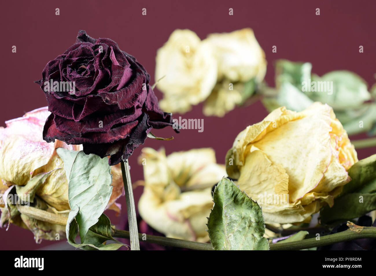 Drying roses. Dead purple and yellow flowers. Red wine color background  Stock Photo - Alamy