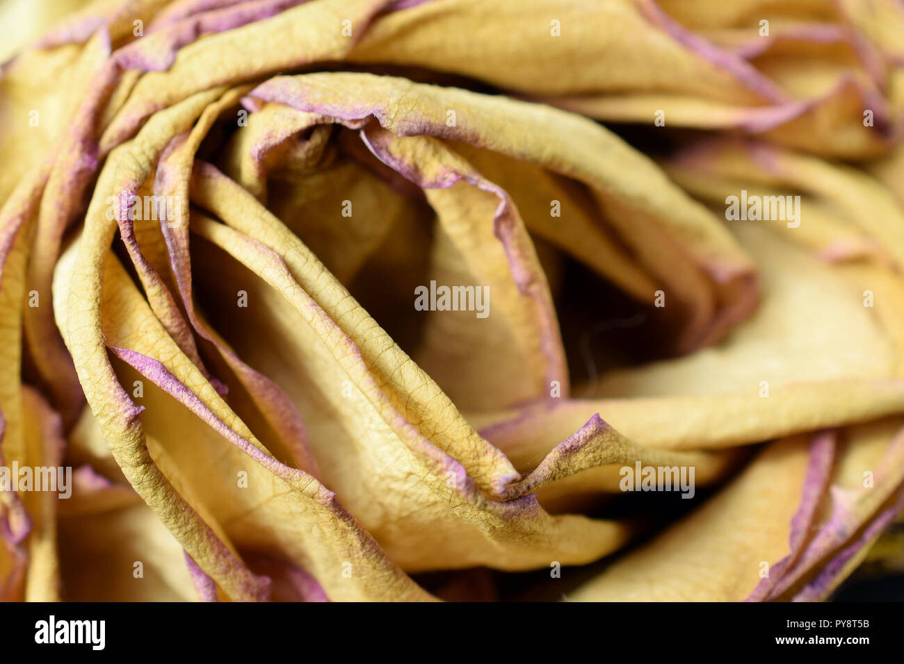 Close up of drying yellow rose. Stock Photo