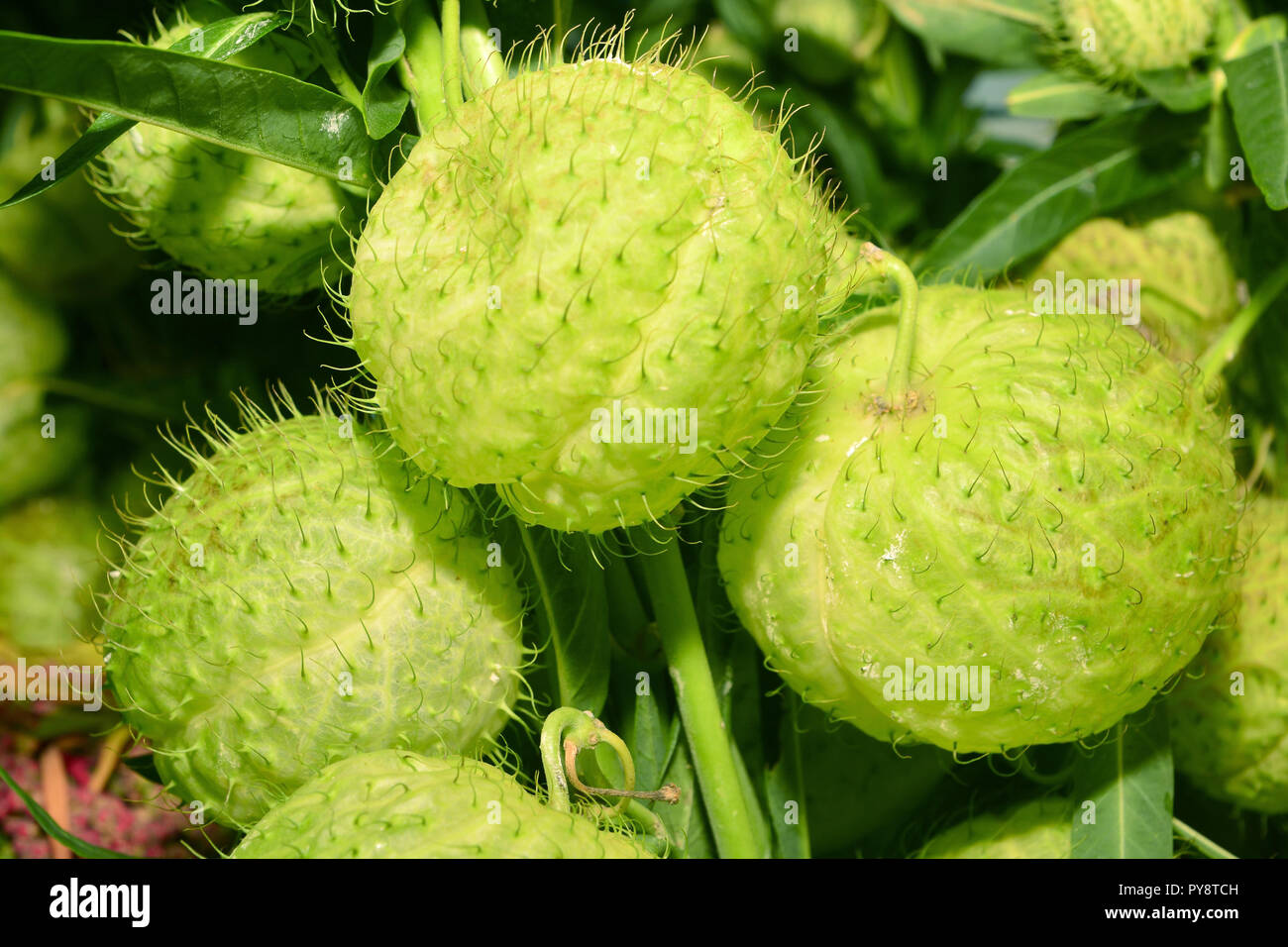 Swan plant flower Stock Photo Alamy