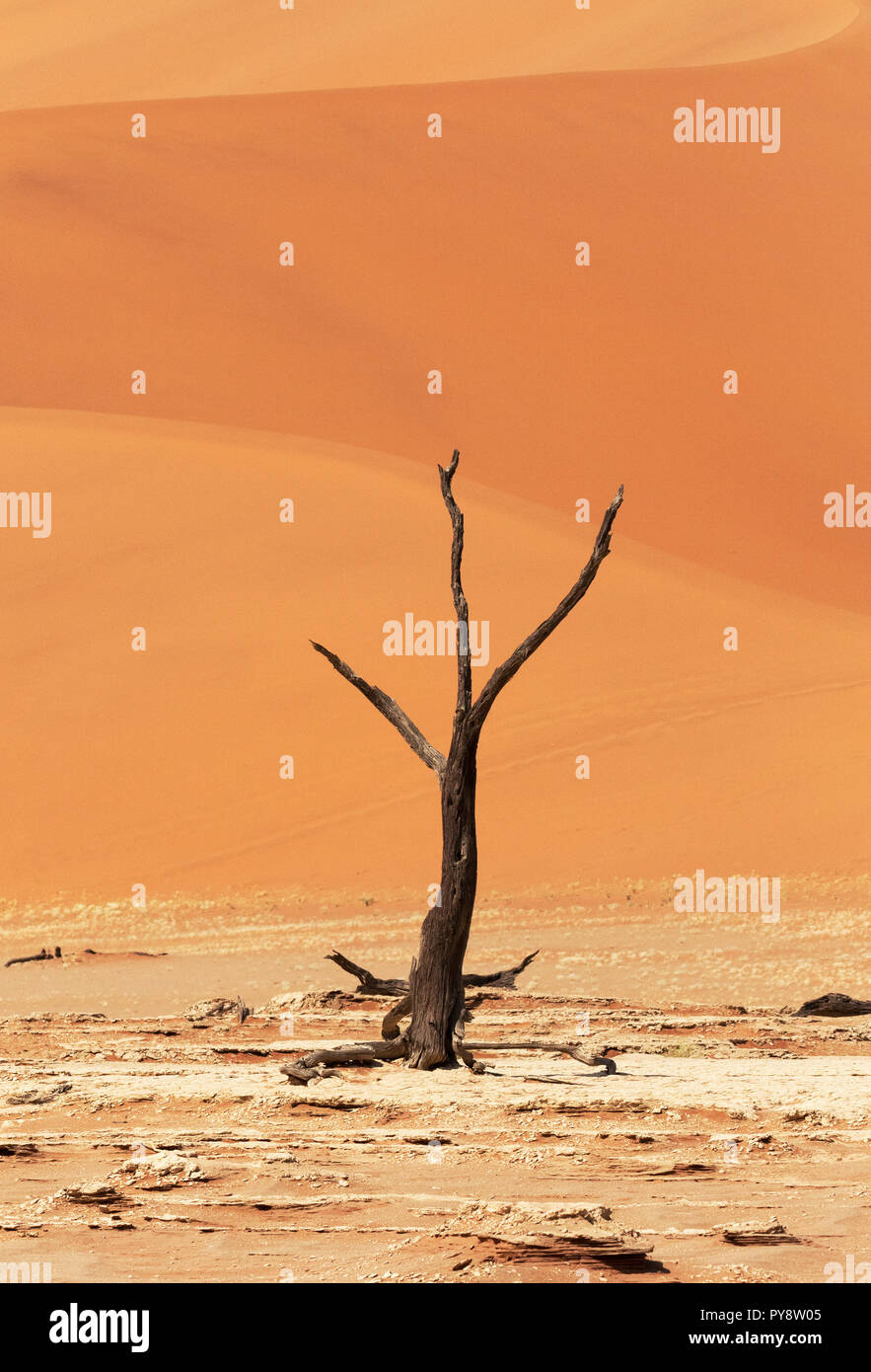 Deadvlei Namibia - trees dead for 8000 years in the dunes of the Namib Desert, Namib Naukluft National Park, Namibia Stock Photo