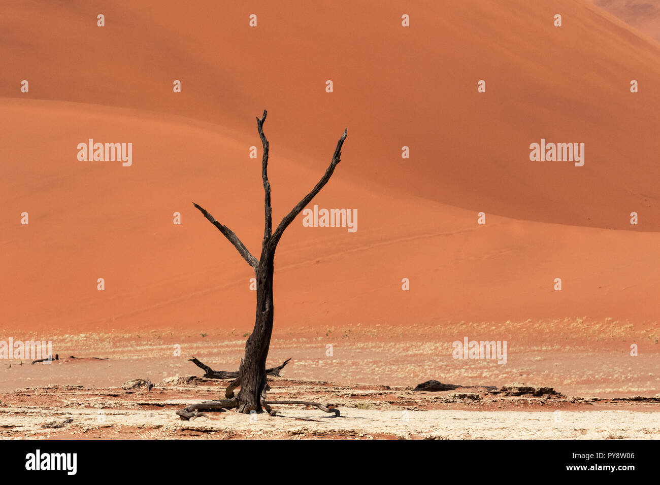 Deadvlei Namibia - trees dead for 8000 years in the dunes of the Namib Desert, Namib Naukluft National Park, Namibia Stock Photo