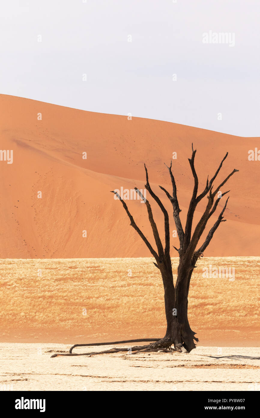 Deadvlei Namibia - trees dead for 8000 years in the dunes of the Namib Desert, Namib Naukluft National Park, Namibia Stock Photo