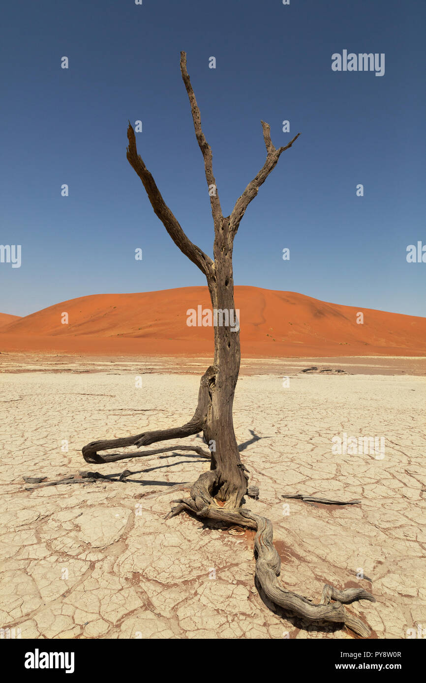Deadvlei Namibia - trees dead for 8000 years in the dunes of the Namib Desert, Namib Naukluft National Park, Namibia Stock Photo