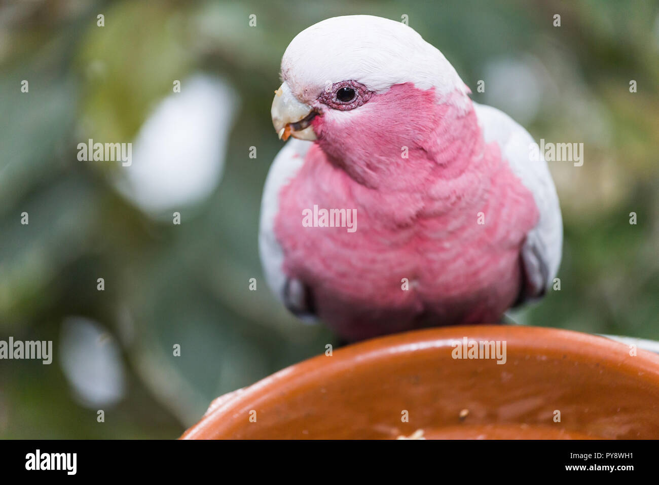 Bird Wildlife And Zoo Concept Galah Rose Breasted Cockatoo Parrot Sits On A Bowl With Food Stock Photo Alamy,Barbacoa Meat