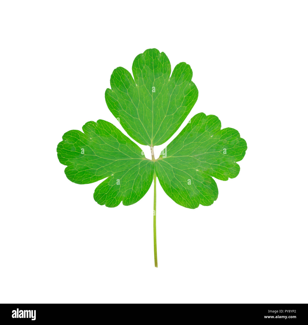 Shamrock Structure shamrock green leaf with visible structure isolated on white background ...