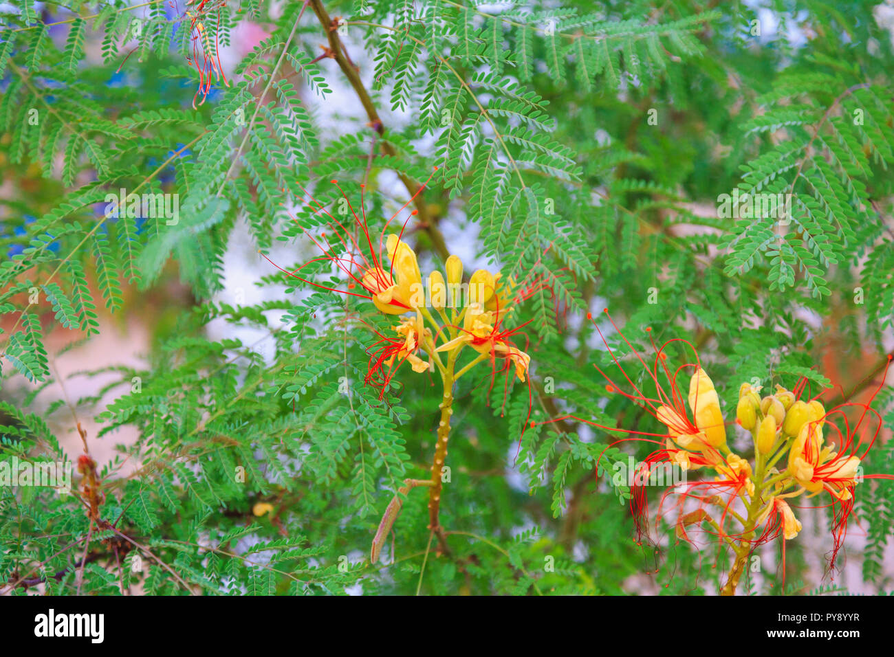 bird of paradise shrub or Erythrostemon gilliesii. Bright yellow red flowers on the green tree. Floral background Stock Photo