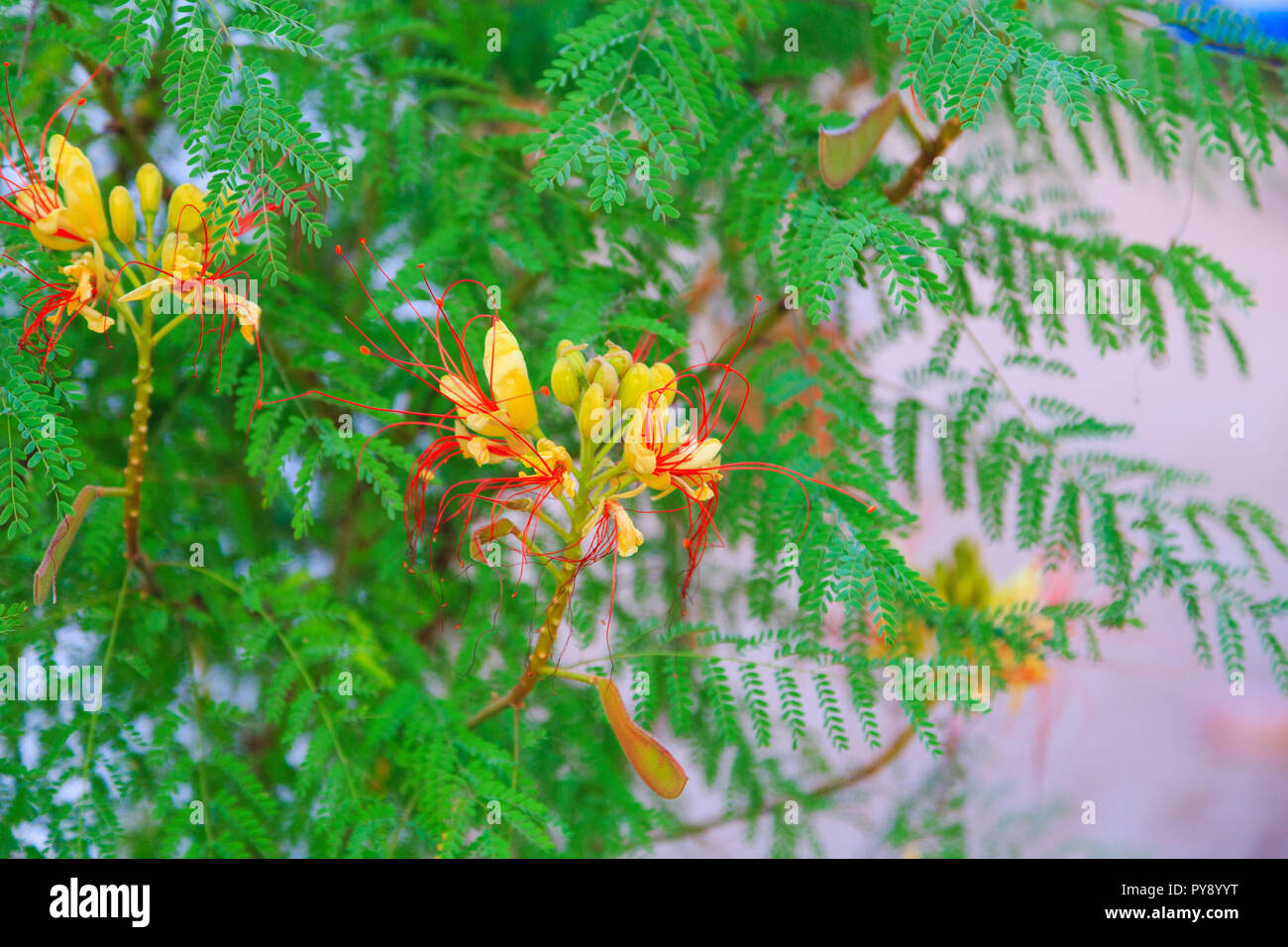 bird of paradise shrub or Erythrostemon gilliesii. Bright yellow red flowers on the green tree. Floral background Stock Photo