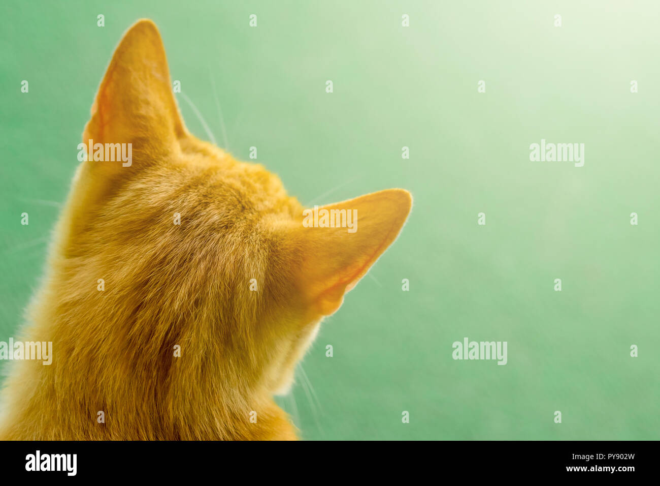 Back Of Cat Head High Resolution Stock Photography and Images Alamy