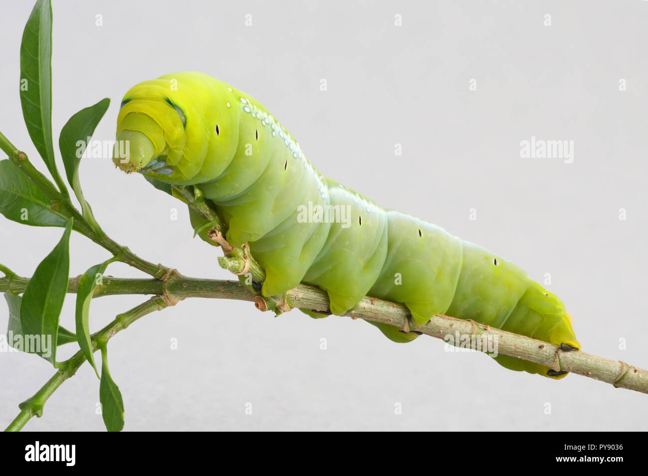 Green worm with leaves isolated on white Stock Photo