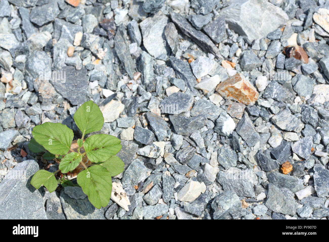 A grass growth on multicolored crushed stone Stock Photo