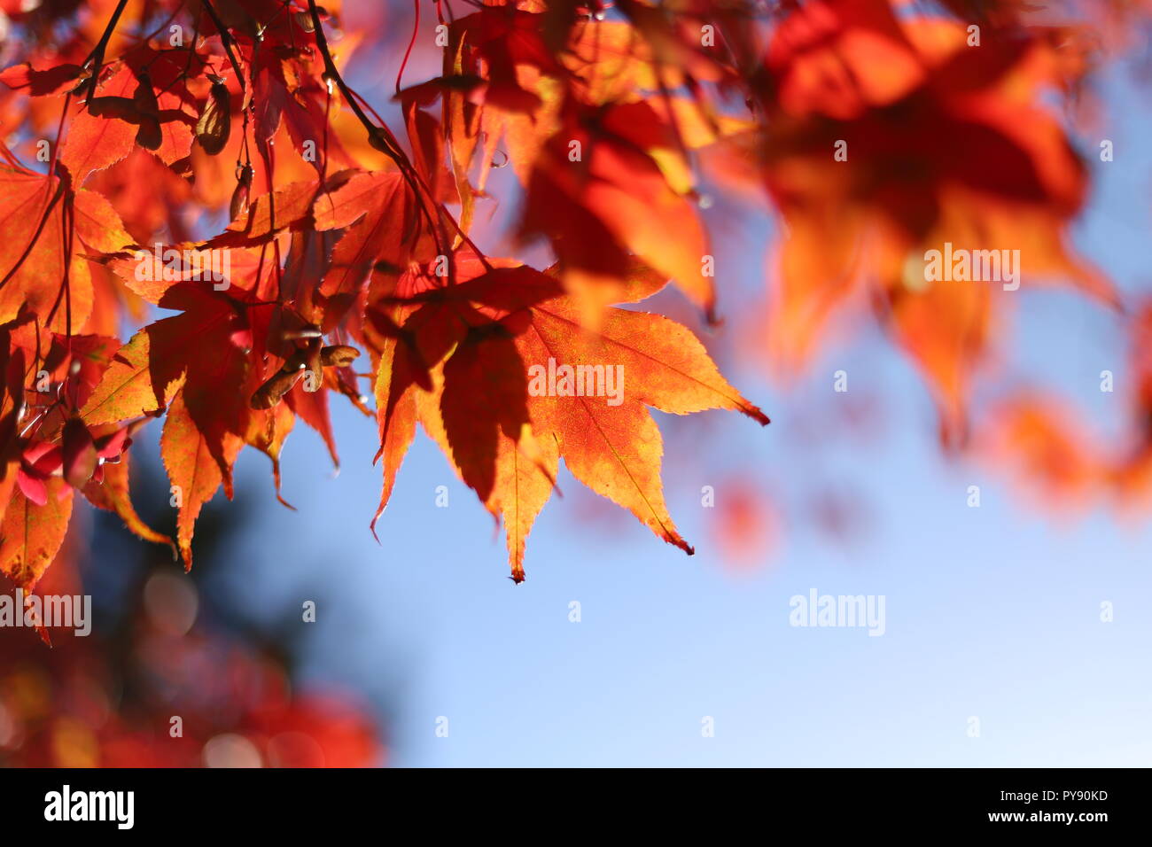 Trees in autumn beautiful leaves Stock Photo