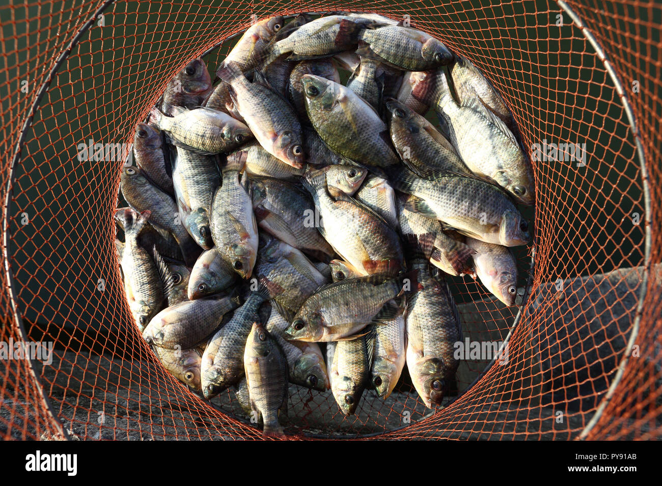 Small tilapia fish Be destinated to die in mesh bag Stock Photo Alamy