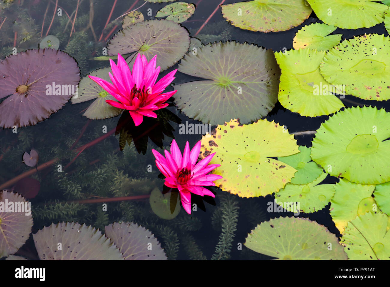 Water lily blooming for sunlight Stock Photo Alamy