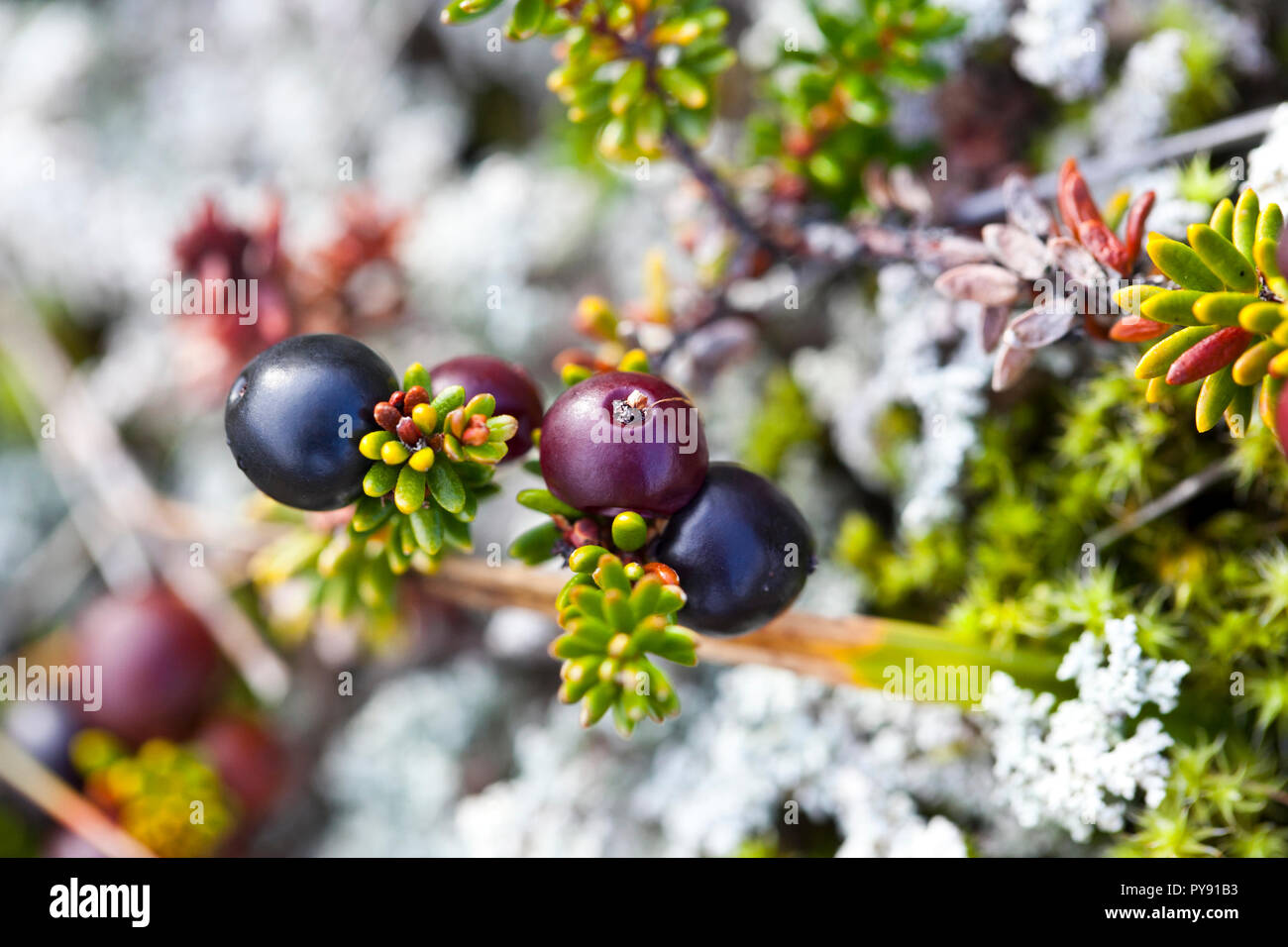 Icelandic Crowberries Stock Photo