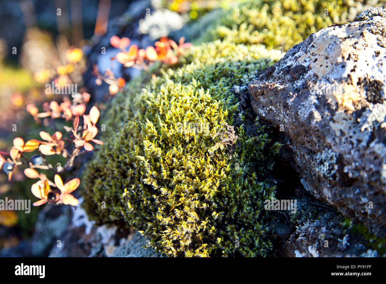 iceland moss Stock Photo