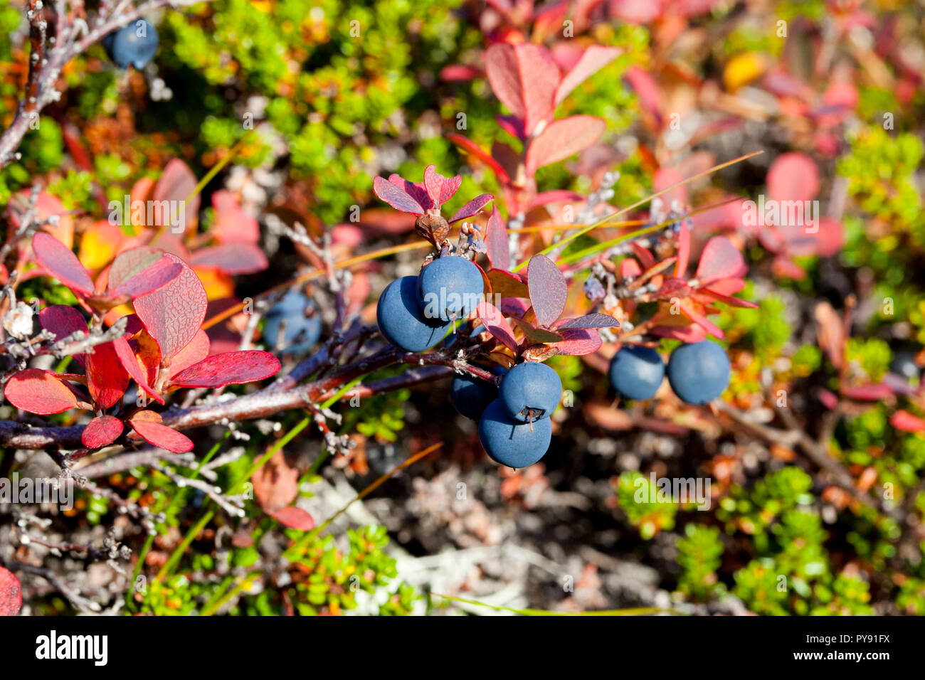 wild blueberries Stock Photo