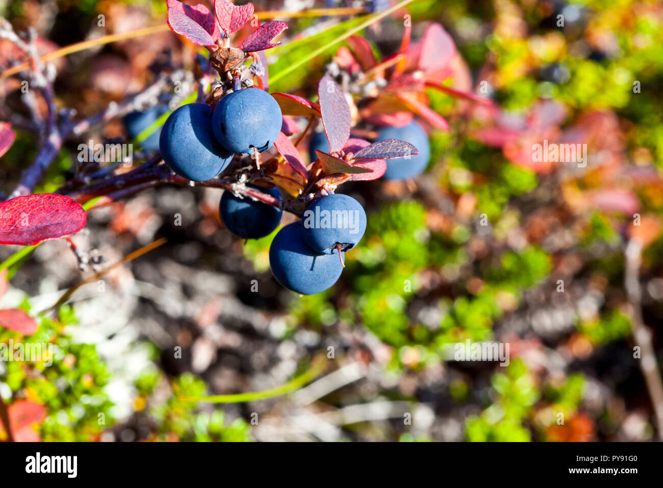 wild blueberries Stock Photo