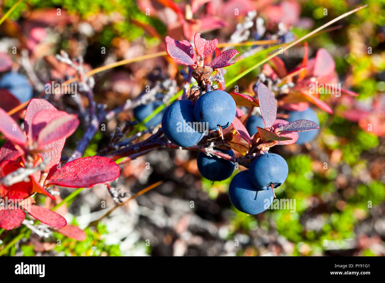 wild blueberry Stock Photo