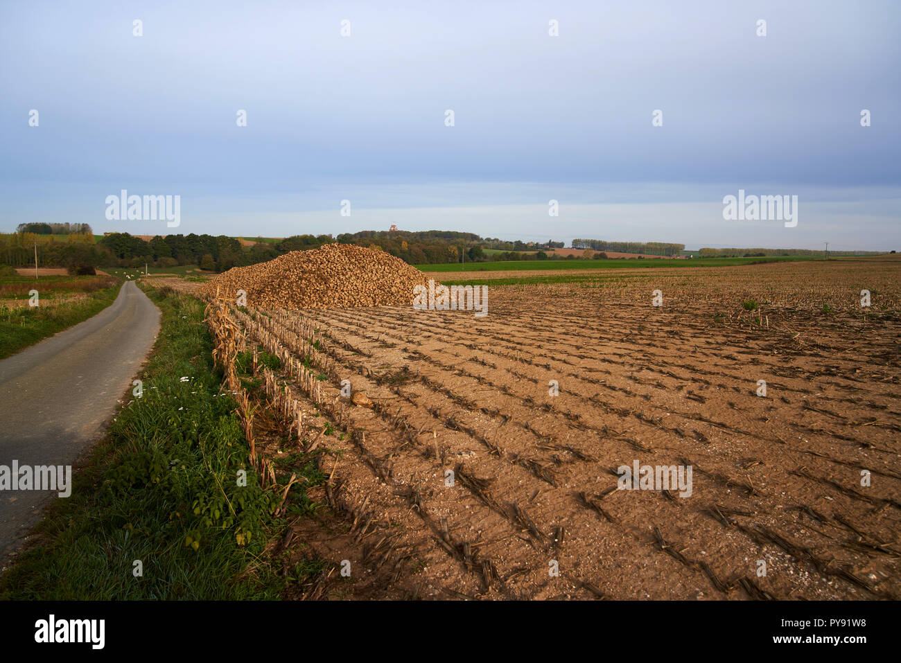 What was the German front line on July 1 1916 near Authuille Wood on the Somme battlefield, now a turnip field Stock Photo