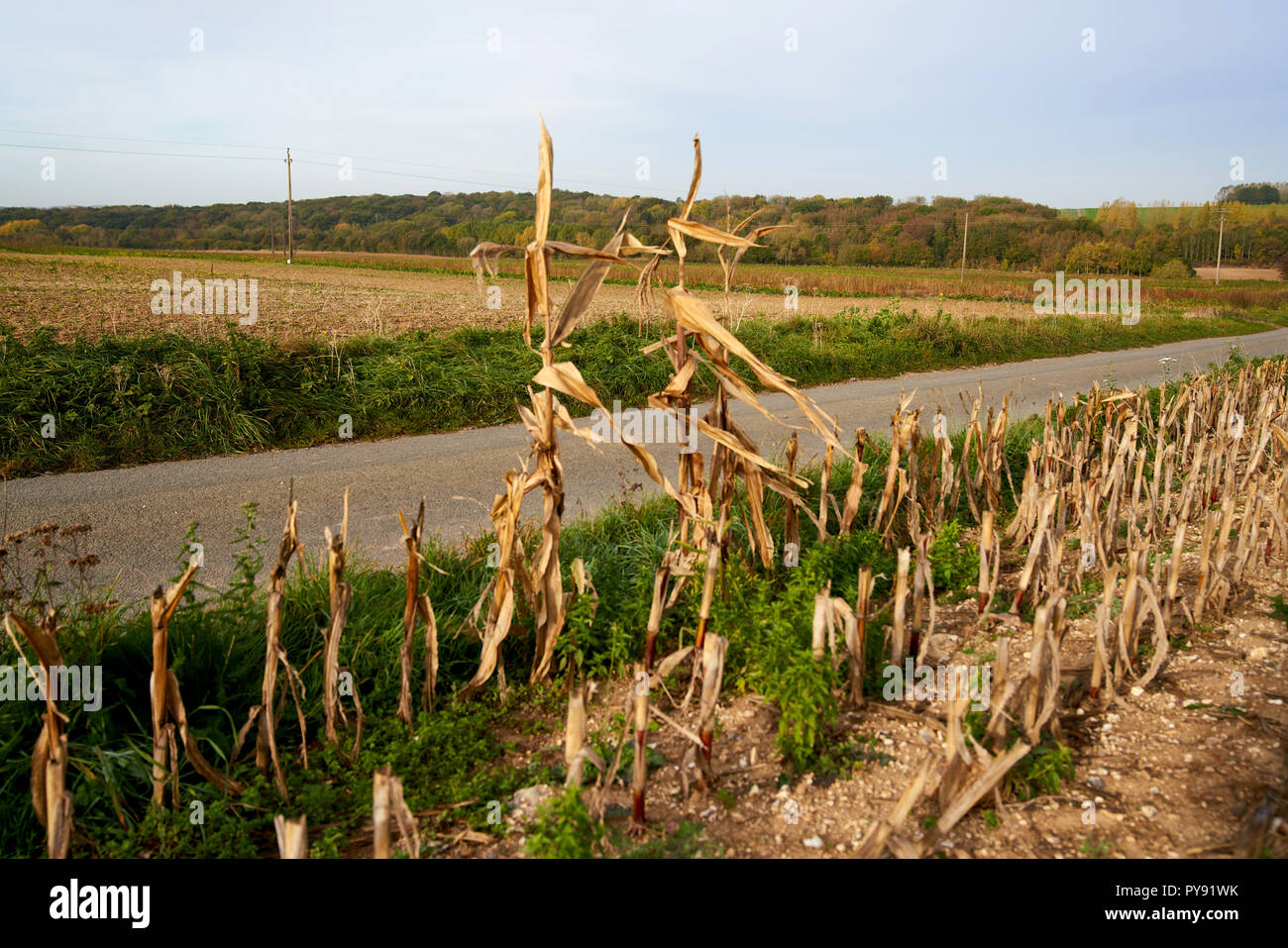 What was the German front line on July 1 1916 near Authuille Wood on the Somme battlefield, now a turnip field Stock Photo