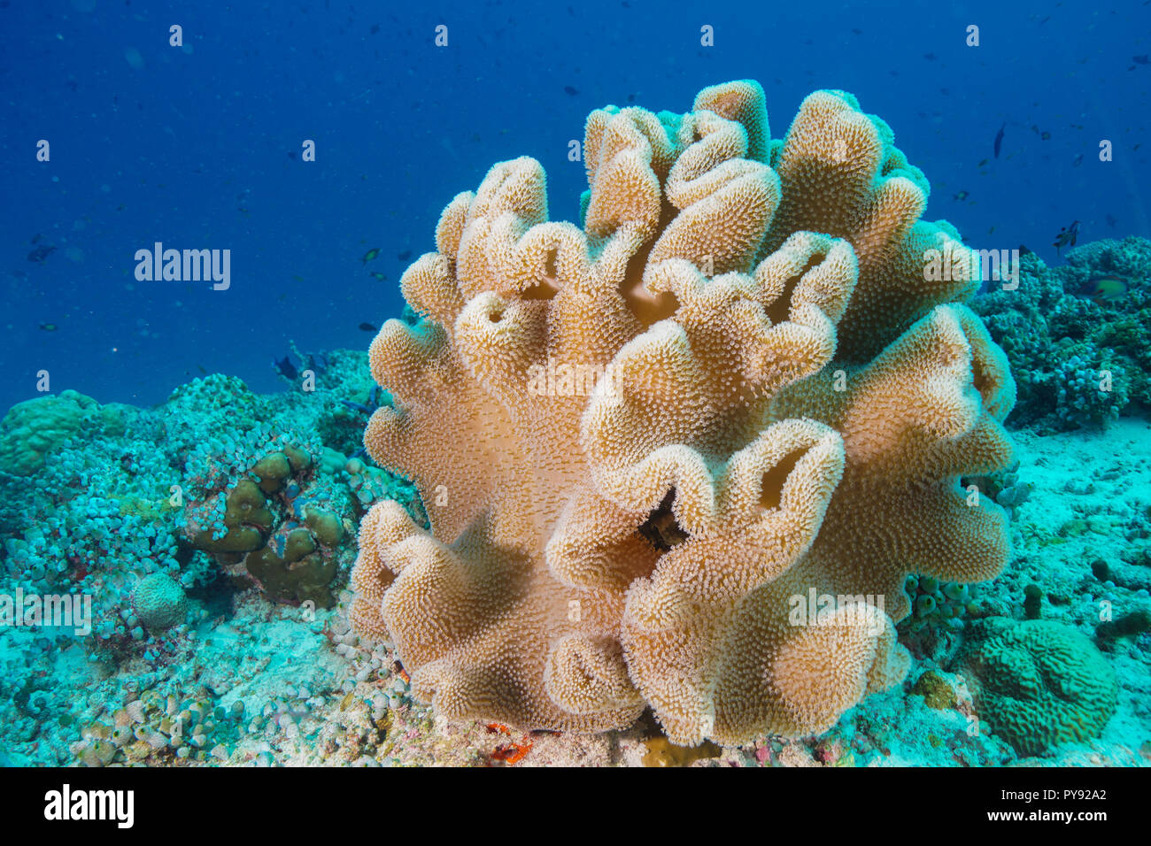 Leather coral at the Maldives. Stock Photo
