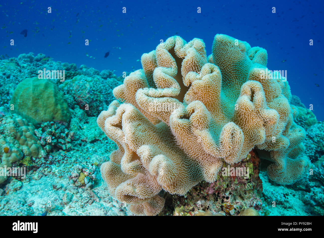 Leather coral at the Maldives. Stock Photo