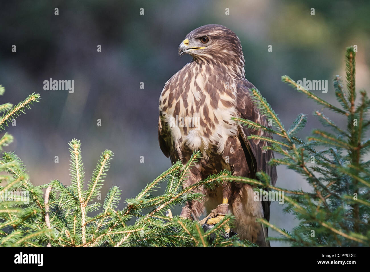 Vogel, Bird, Bussard, Buzzard, Buteo Buteo, Greifvogel, Maeusebussard ...