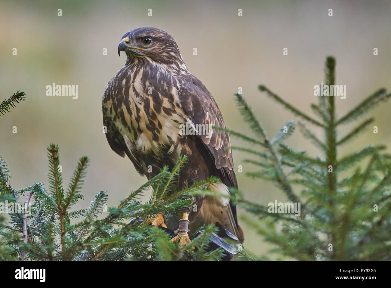 Vogel, Bird, Bussard, Buzzard, Buteo Buteo, Greifvogel, Maeusebussard ...