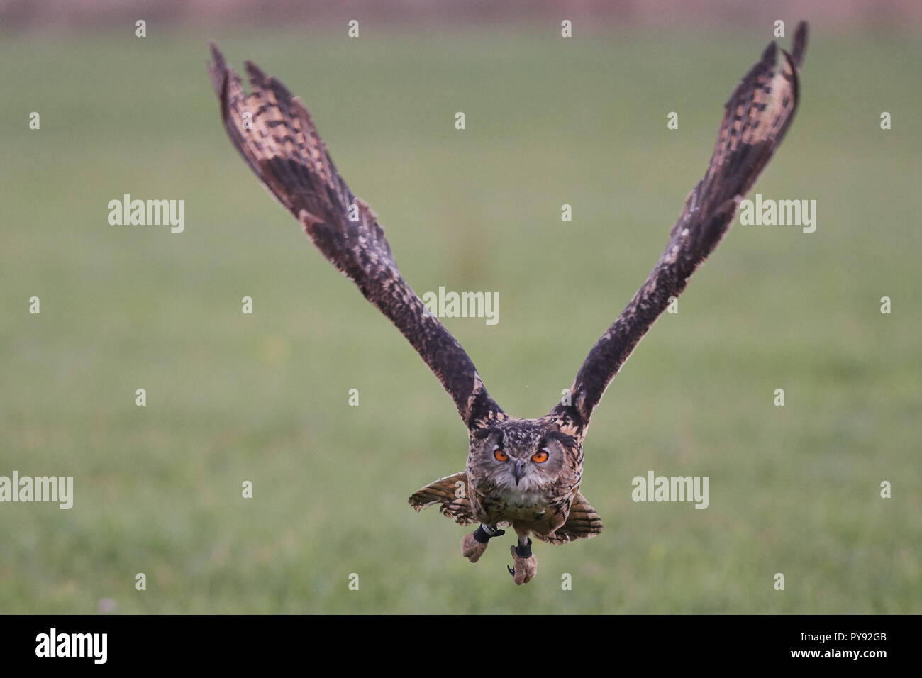 Bubo Bubo, Eurasischer Uhu, Vogel, Bird, Eurasian eagle-owl, Eule, Owl, Wald, wood, Stock Photo