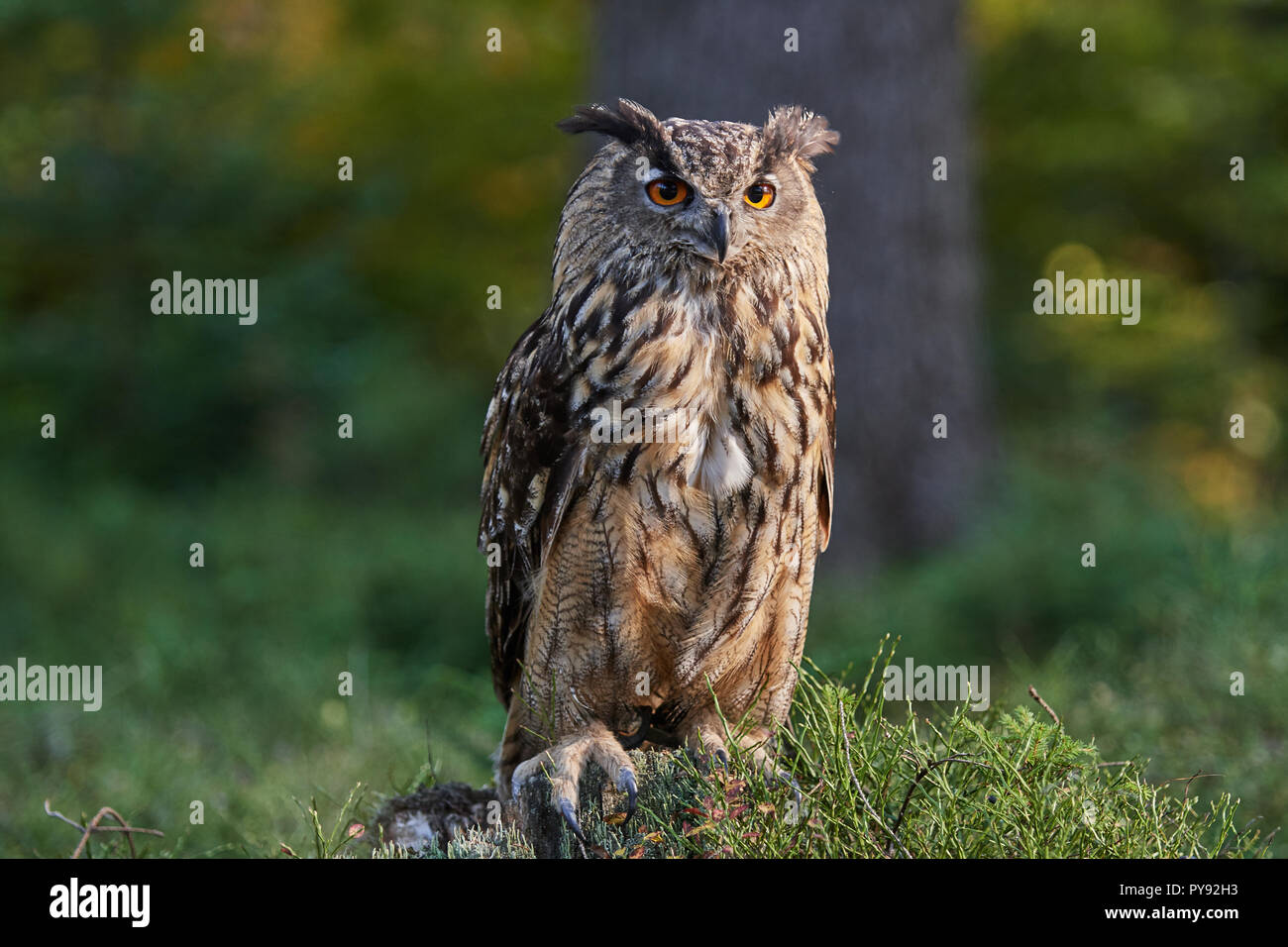 Bubo Bubo, Eurasischer Uhu, Vogel, Bird, Eurasian eagle-owl, Eule, Owl, Wald, wood, Stock Photo