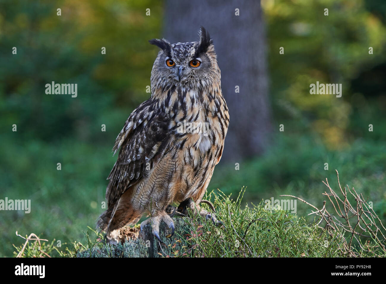 Bubo Bubo, Eurasischer Uhu, Vogel, Bird, Eurasian eagle-owl, Eule, Owl,  Wald, wood Stock Photo - Alamy