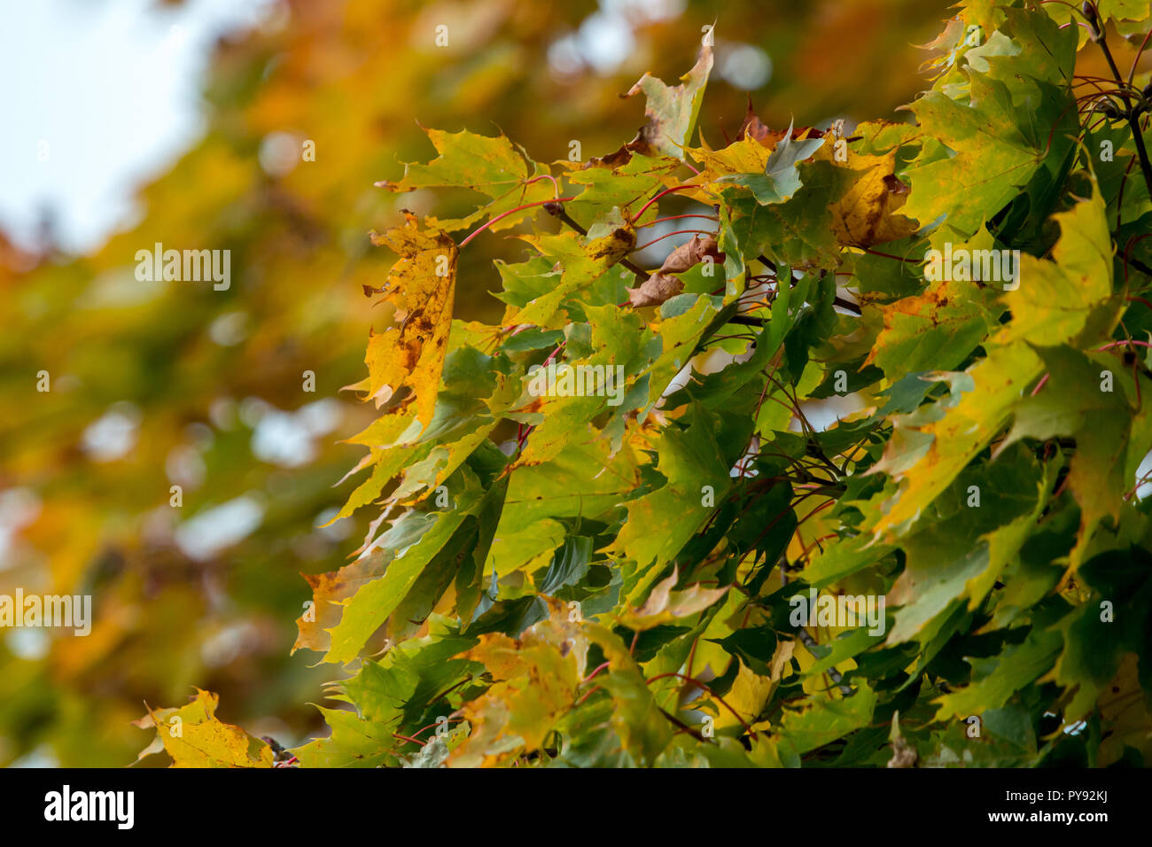 Autumn maple leaves in Sigulda, Latvia. Mapple tree has lobed leaves ...