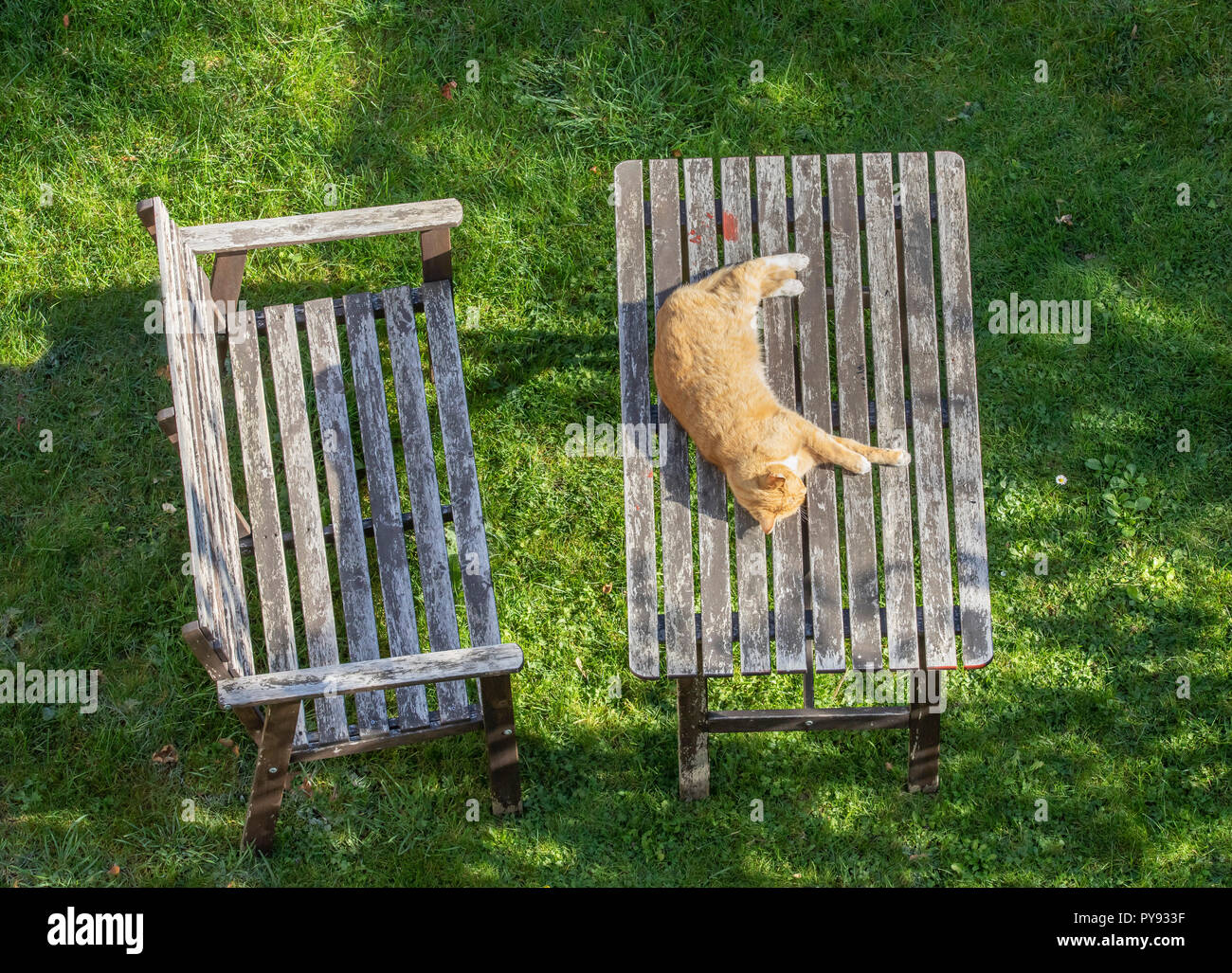 A cat lies in the sun on a wooden garden table Stock Photo